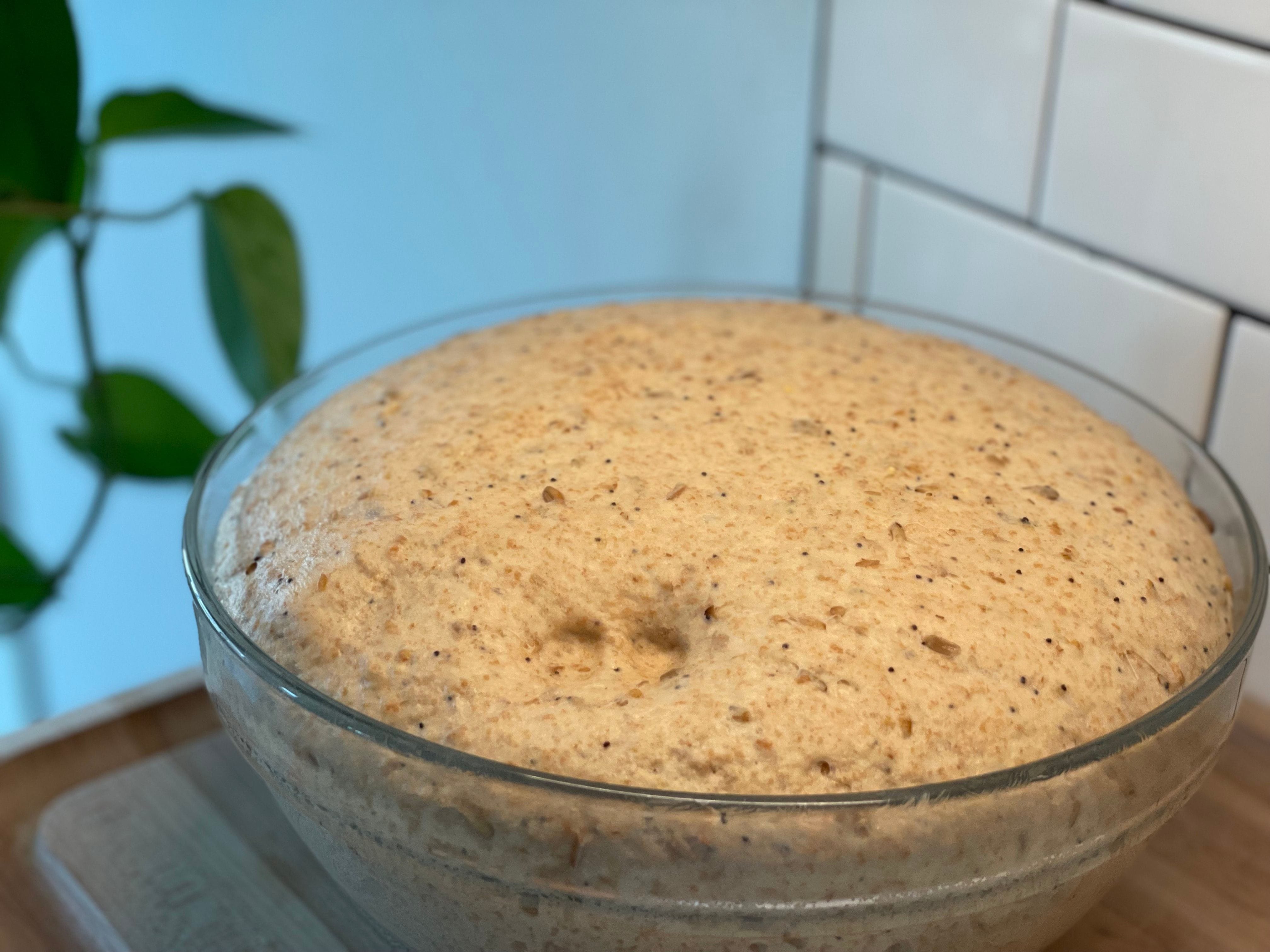 The dough has proofed enough when doubled and finger indents stay.