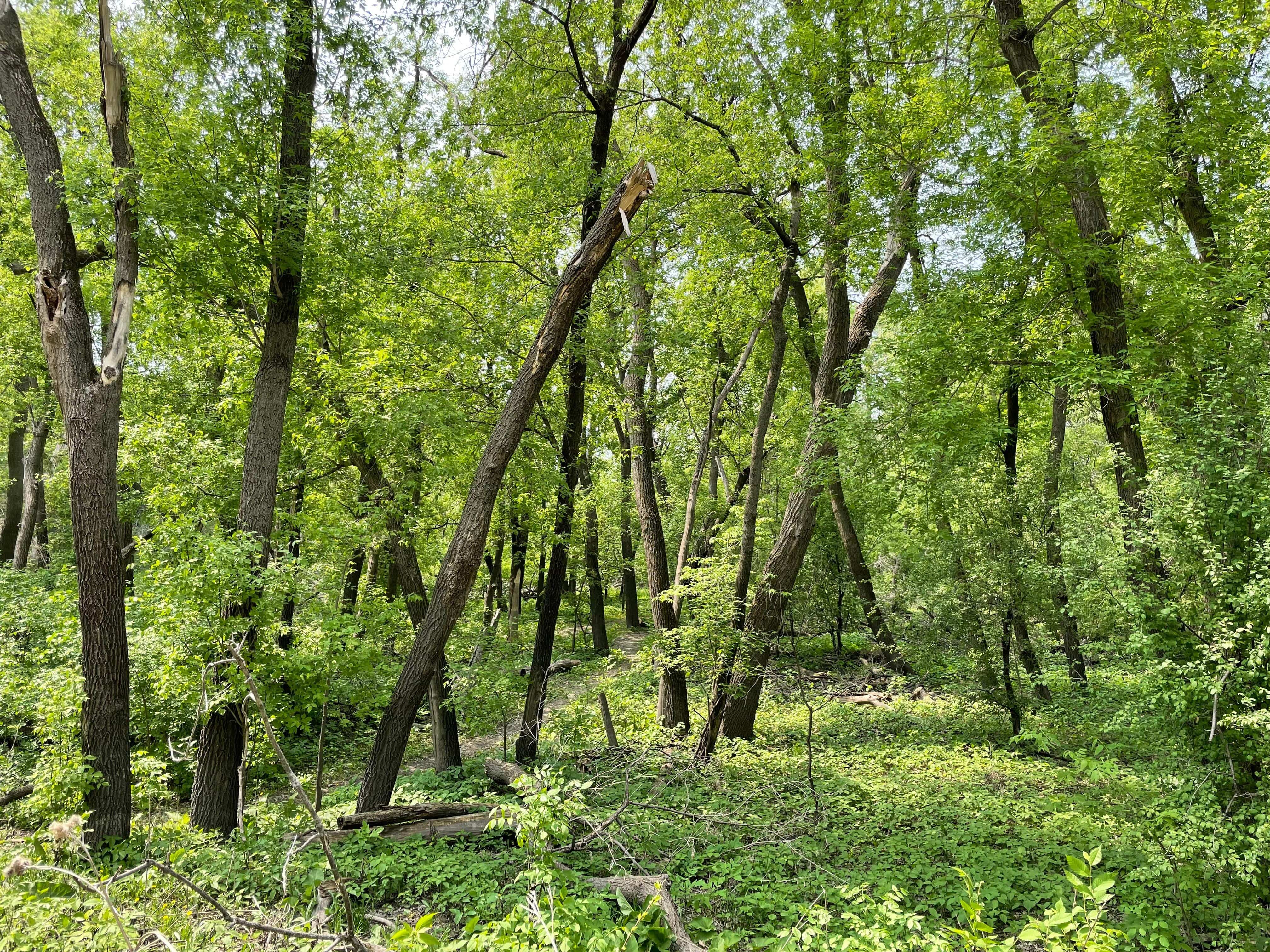 Lush green foliage covers the ground of the wooded area at MB Johnson Park.