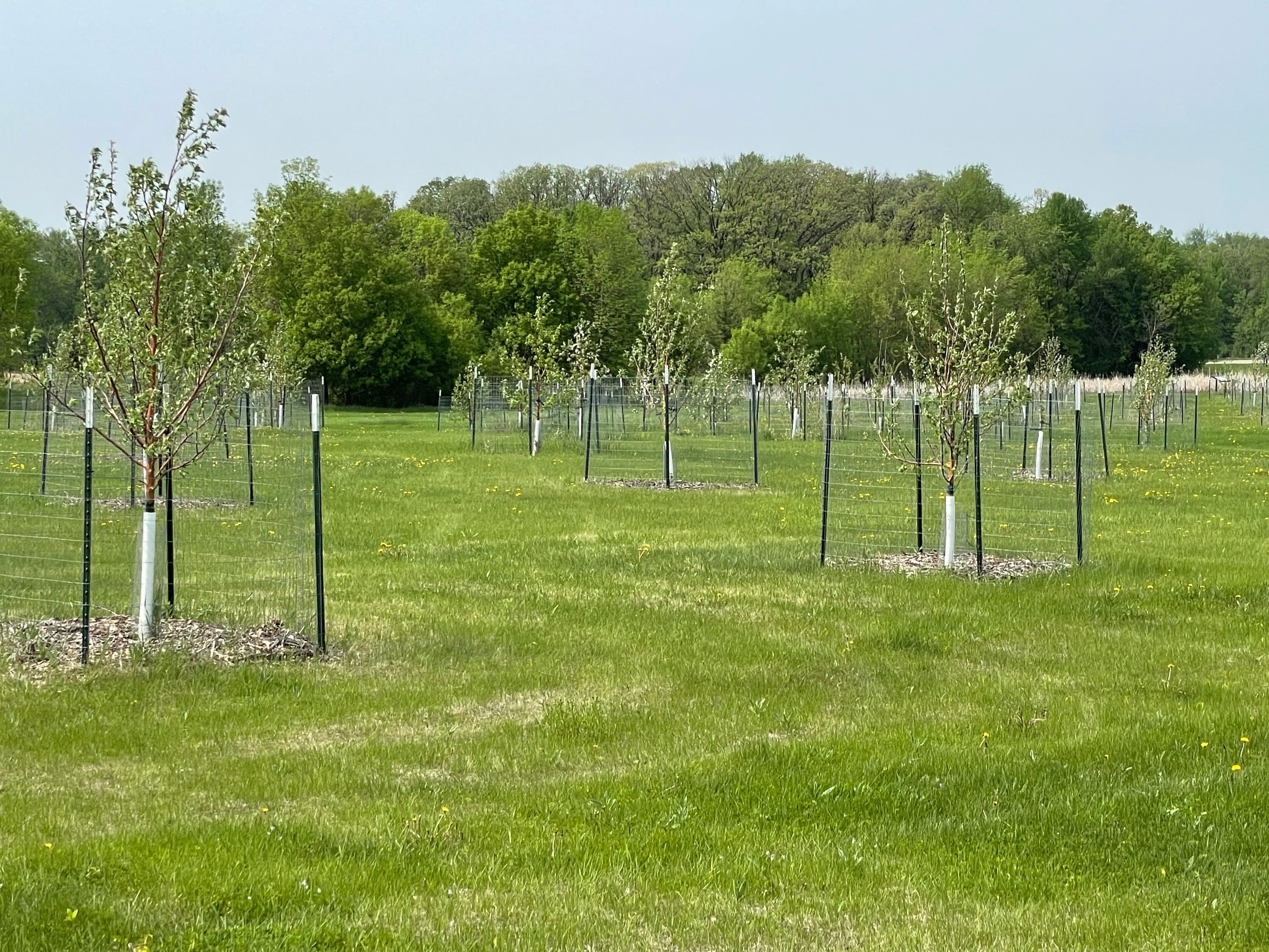 Some of the 100 fruit trees planted at MB Johnson Park in Moorhead, Minnesota. 