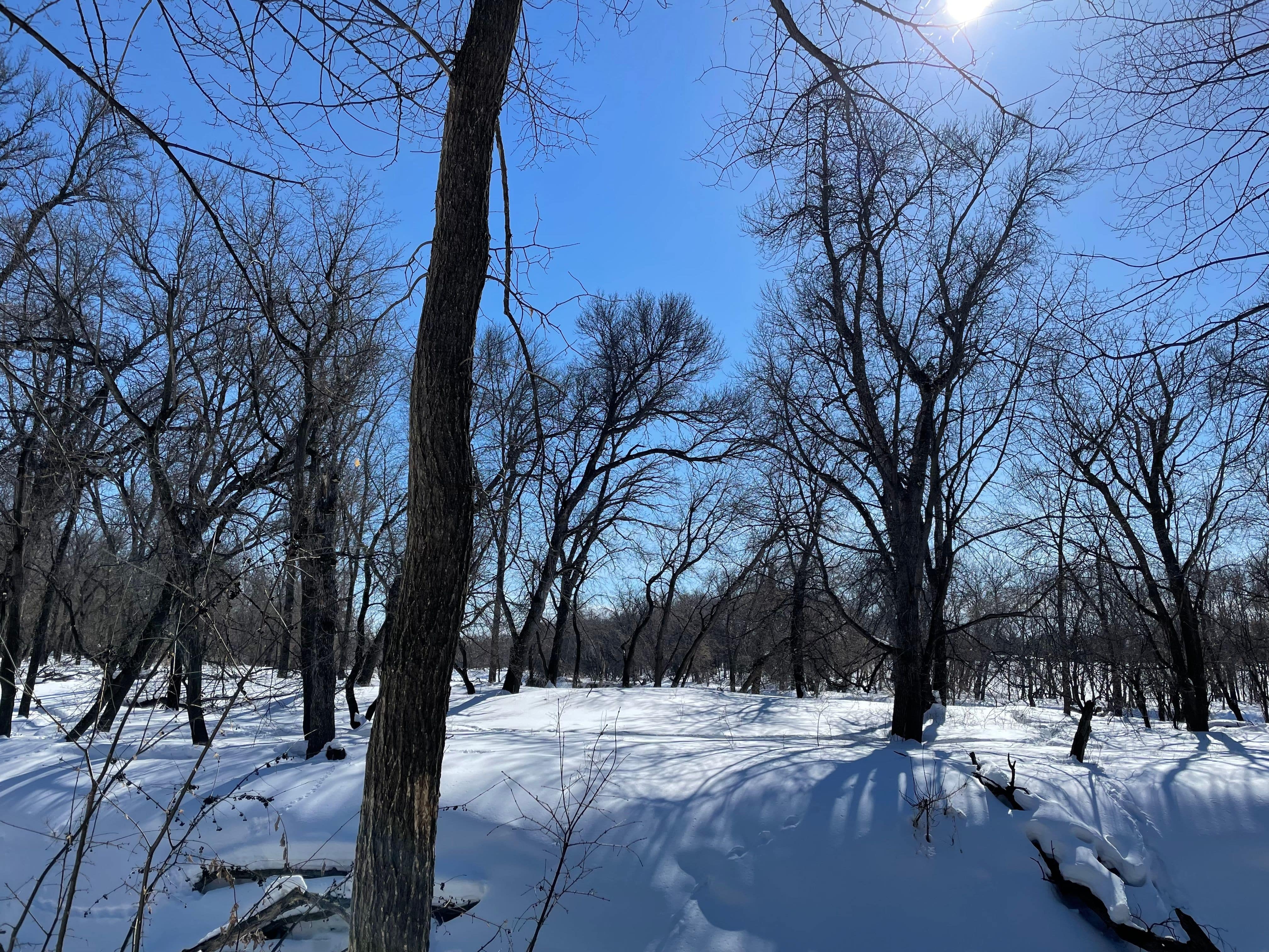 Snow covers the trees at MB Johnson Park in early spring 2023. 