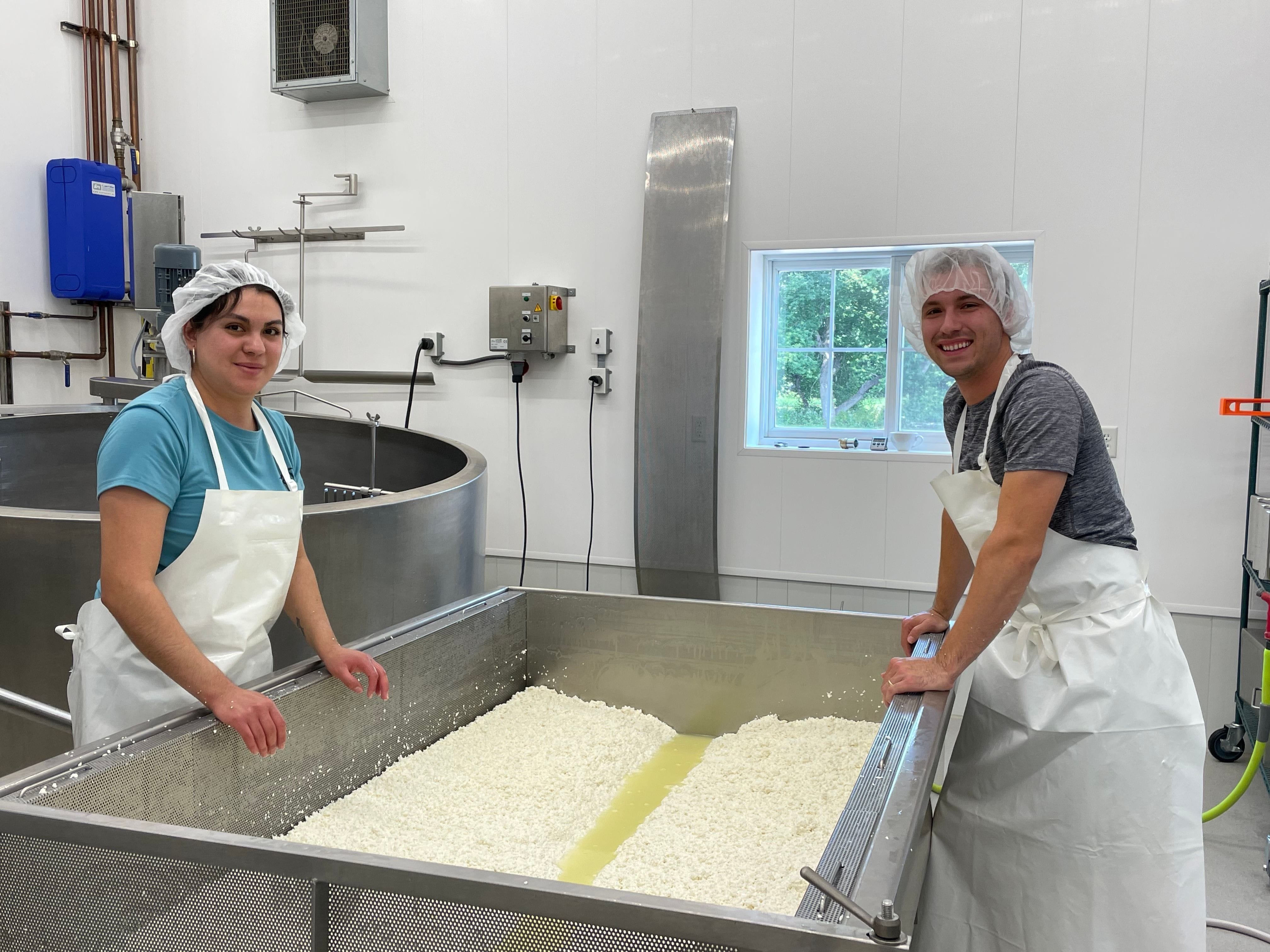 Cows and Co employees making cheddar cheese curds.